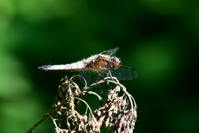 Libellula depressa?